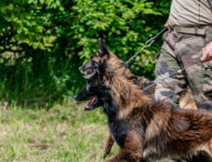 Dog Days of Summer — Tribute to Service Dogs