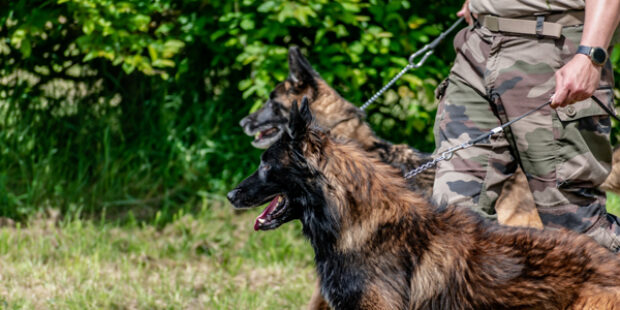 Dog Days of Summer — Tribute to Service Dogs