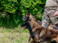 Dog Days of Summer — Tribute to Service Dogs