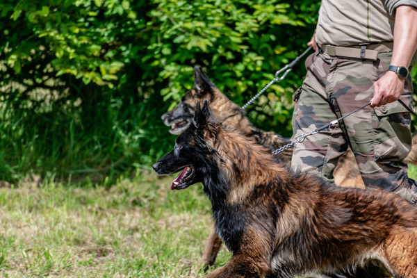 Dog Days of Summer — Tribute to Service Dogs